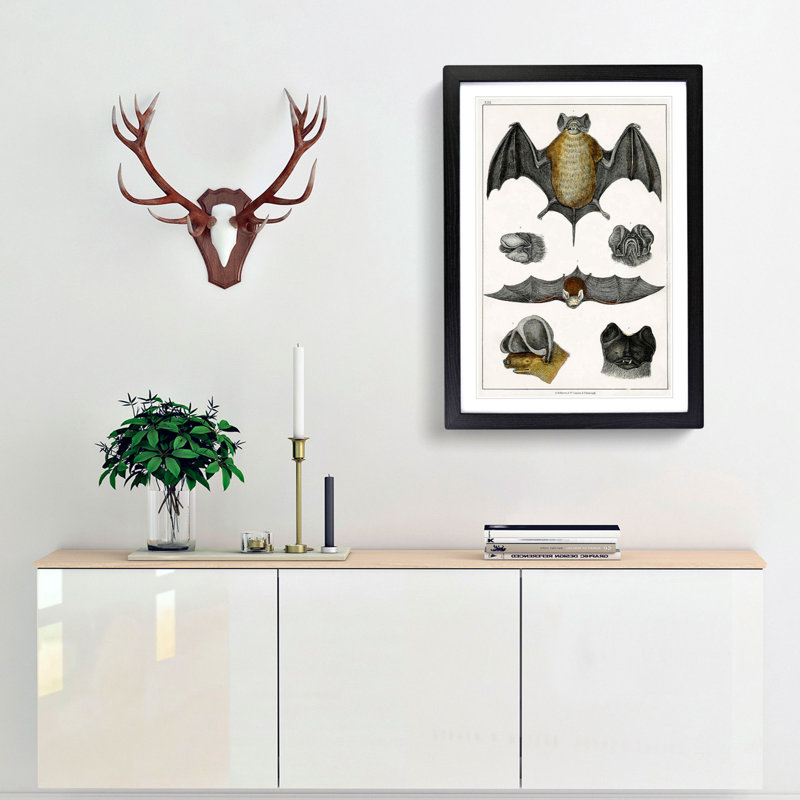 Various Bats XIII by Oliver Goldsmith - Picture Frame Painting Print, 27cm H x 36cm W x 2cm D, Black Framed