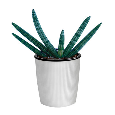 Sansevieria Cylindrica Boncel, Live Starfish Snake Plant