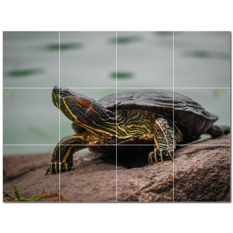 Tortue photo 4,25 x 4,25