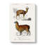 Alpaca and Antelope - Wrapped Canvas-55368621