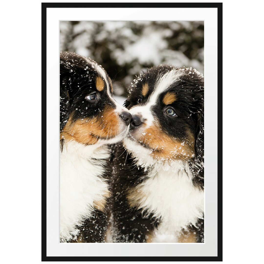 Gerahmtes Poster Bernersennen Hunde Welpen