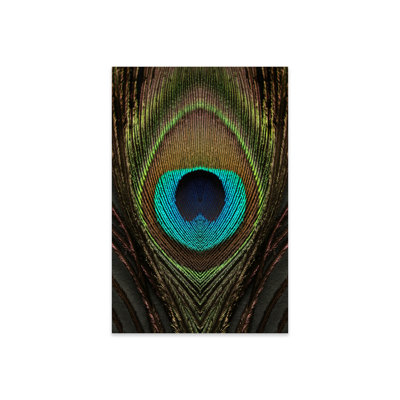 «Peacock Feather Symmetry I» par Alyson Fennell
