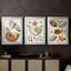 Collection de coquillages I - Toile tendue avec châssis sur mesure - 3 pièces-1280754859-1280754852