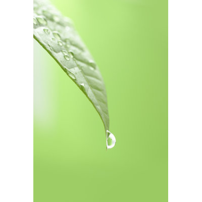 Spring Dew by Blackred - Wrapped Canvas Print