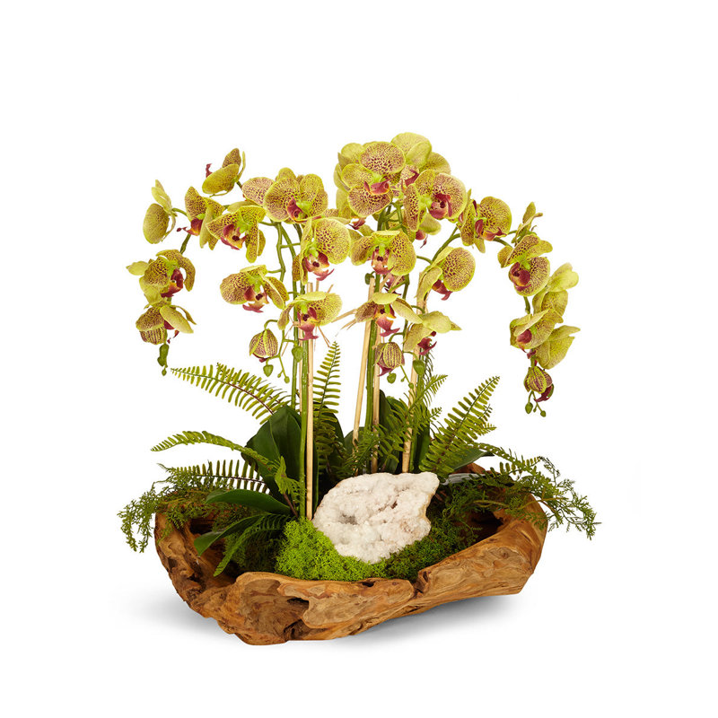 Orchid Centerpiece in Planter, Green