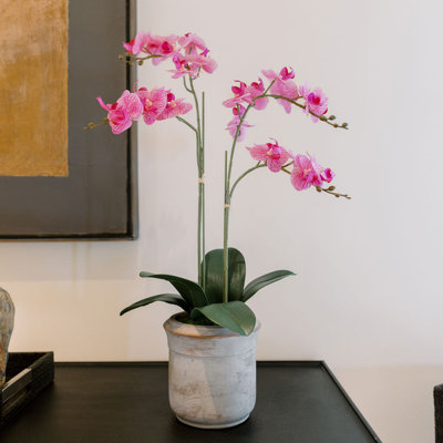 FLORAL ORCHID PHALE 2 STEM POT WHITE 24IN