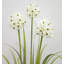 99cm Flowering Tree in Metal Planter