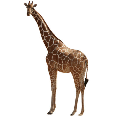 Non-Wall Damaging Wall Decal