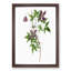 Alpine Clematis Flowers by Pierre-Joseph Redoute - Single Picture Frame Painting-55545093-55545086