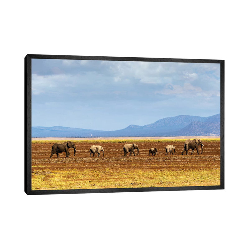 Row Of Elephants Walking In Dried Lake II by Susan Schmitz - Print on Canvas, Black Floater Framed
