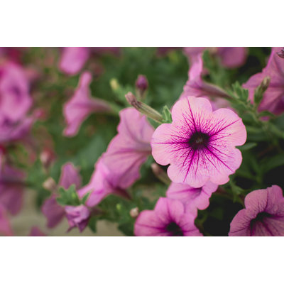 Eljas " Beautiful Purple Petunias " by Nesser3321