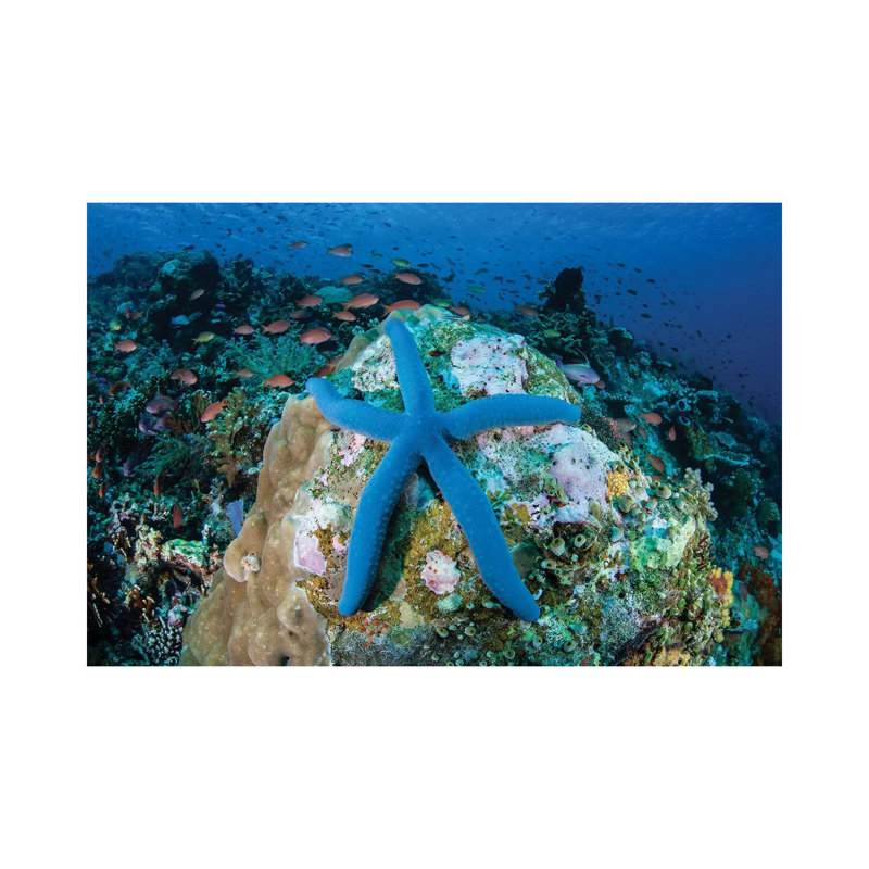 A Blue Starfish Clings To A Coral Reef In Indonesia by Ethan Daniels - Wrapped Canvas Print, 20.32 cm H x 30.48 cm W