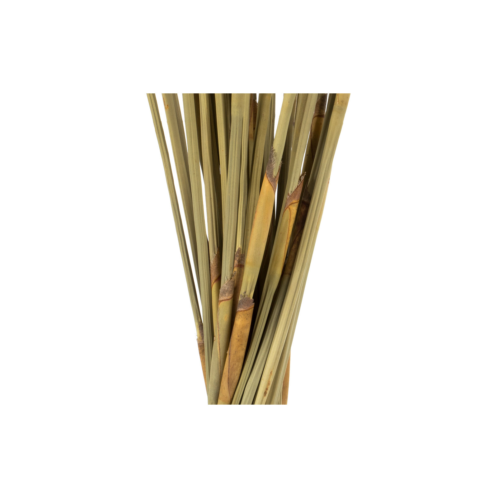 40" Elephant Reed, Dried, Natural