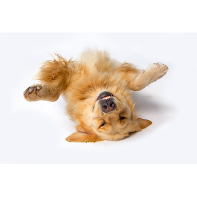 A Dog Lying Upside Down by Soubrette