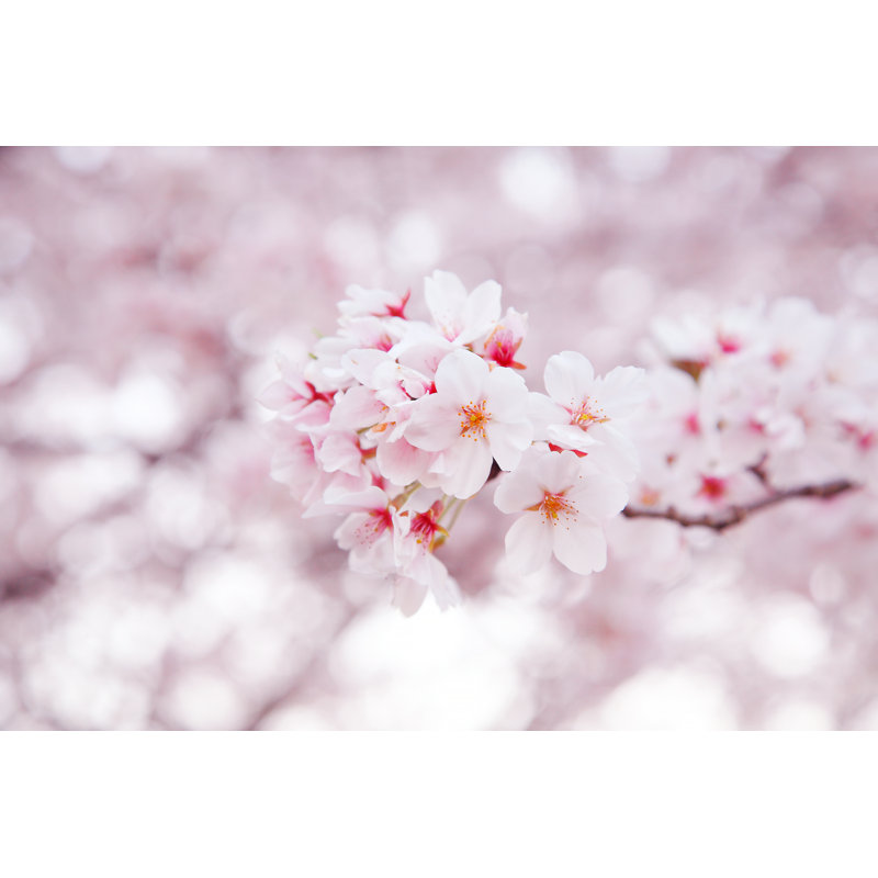Yoxall Cherry Tree - Wrapped Canvas Print, 20cm H x 30cm W x 3.8cm D