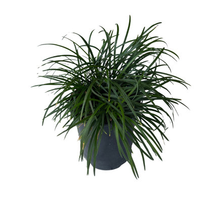 1 Gal. Mondo Grass