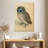 Brampt The Little Owl-108445371