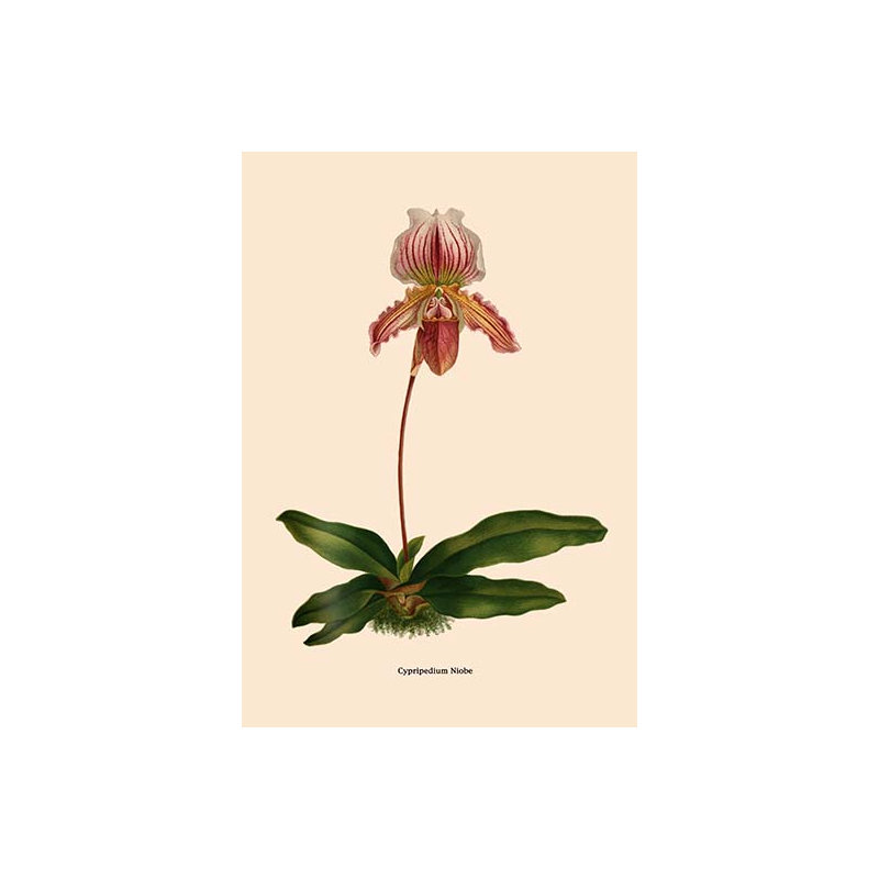 " Orchid: Cypripedium Niobe "