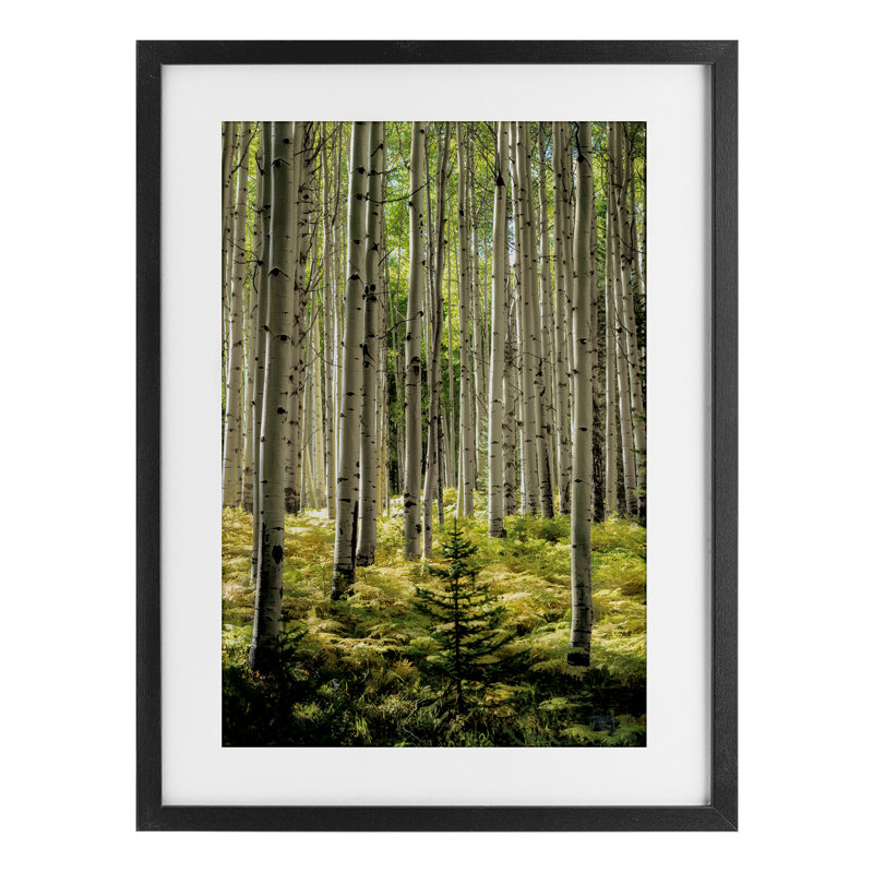 «Small And Tall Birch Forest», reproduction encadrée sous verre, design par D. Burt, H 20 po x l 14 po, Cadre noir minuit