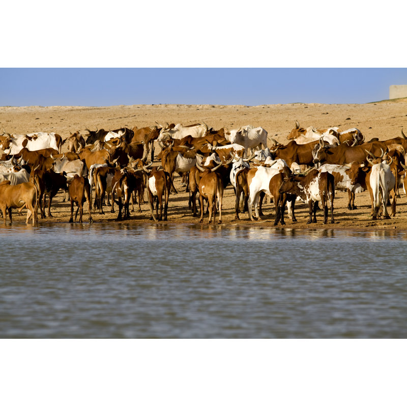 Windall Cows On The Bank Of River Niger by Donhype - Wrapped Canvas Print, 81cm H x 122cm W x 3.8cm D