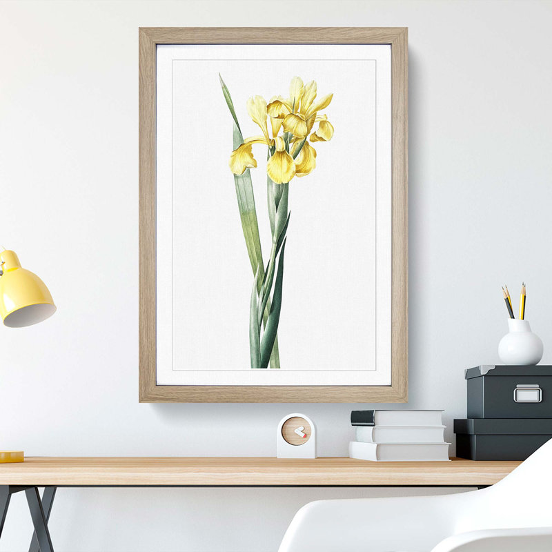 Monnieri Iris Flower by Pierre-Joseph Redoute - Picture Frame Art Print, 48cm H x 36cm W x 2cm D, Oak Framed