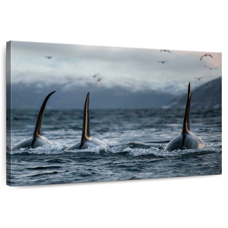 Brampt Norway Orca Trio, 30" H x 45" W