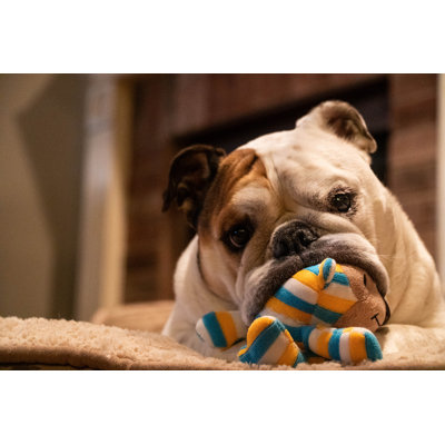 " English Bulldog Chewing On Toy "