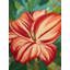 «Blooming Daylilies», reproduction sur toile