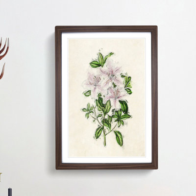 Illustration of Pink Azaleas - Picture Frame Painting Print