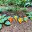 8,25 po oiseaux de la jungle en fer