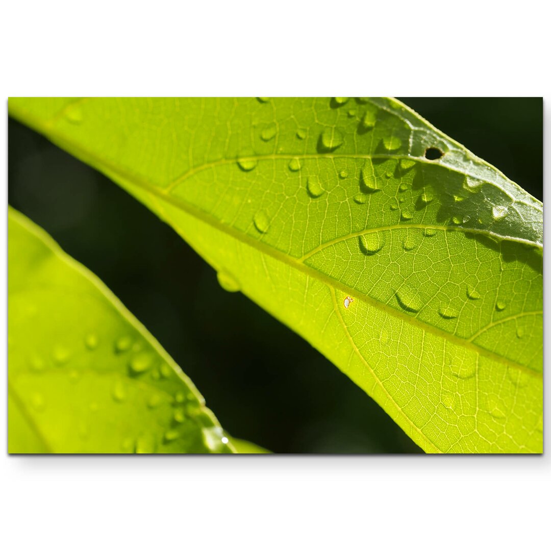 Leinwandbild Grünes Blatt mit Wassertröpfchen