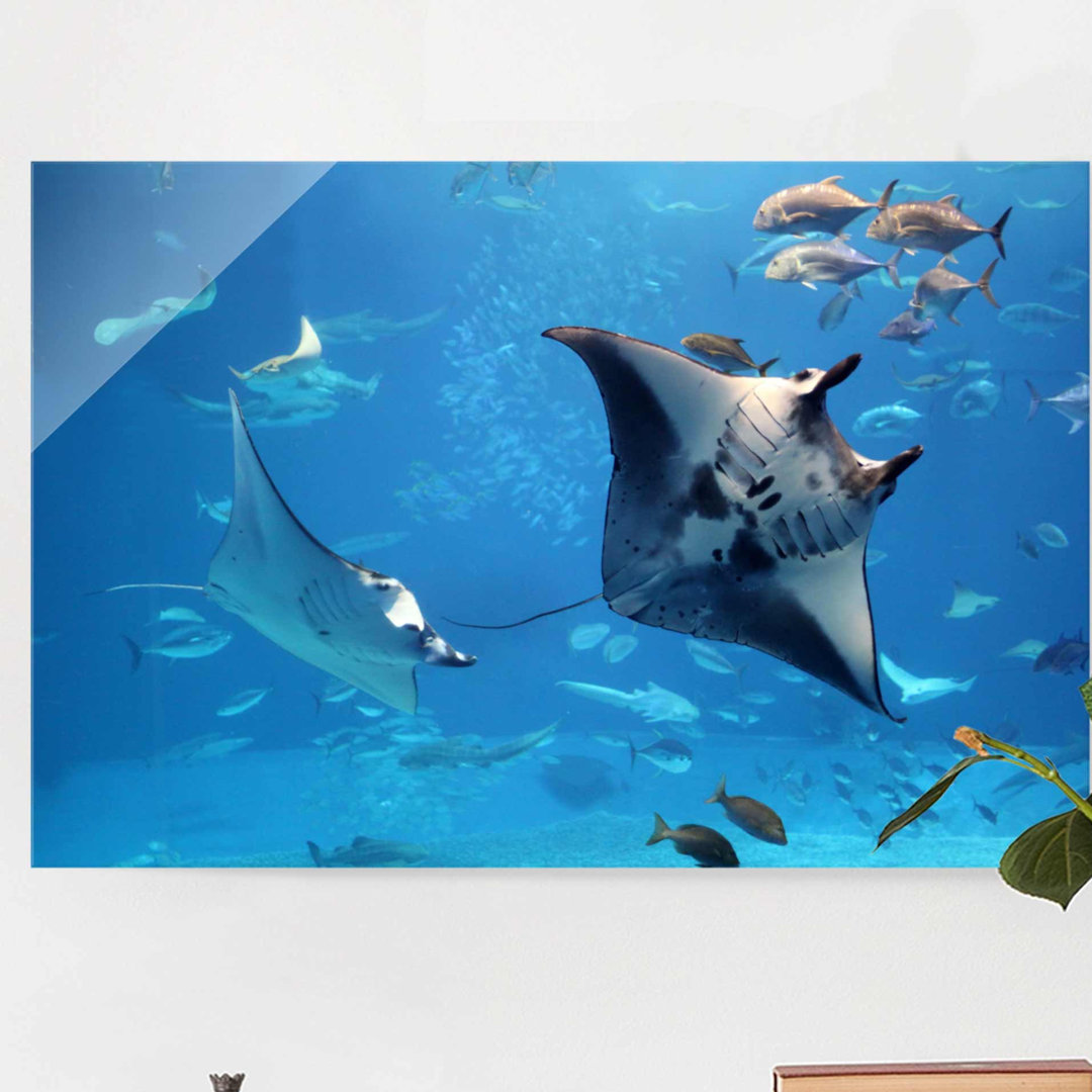 Glasbild Mantarochen