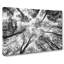 Vaulted Tree Branches - Wrapped Canvas-56643367