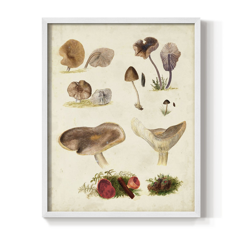 Reproduction encadrée Mushroom Species III - bois massif, Blanc, H 14 po x l 11 po
