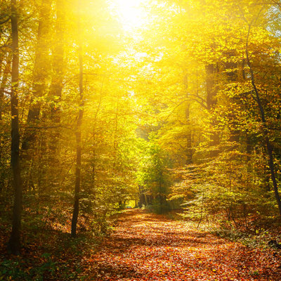 Forêt d'automne - Photographie sur toile tendue