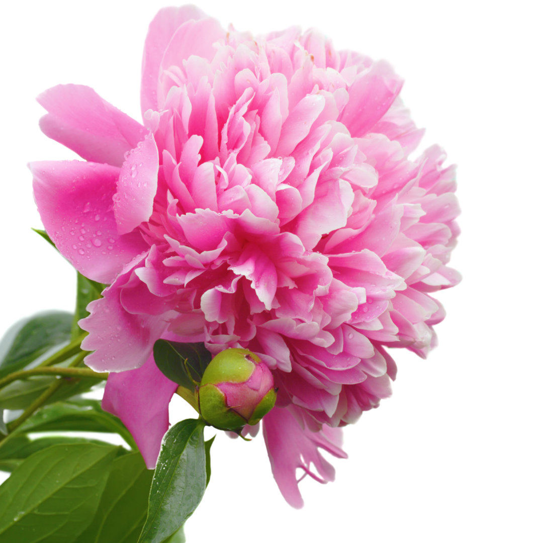 Leinwandbild Peony Flower von Gala_Kan