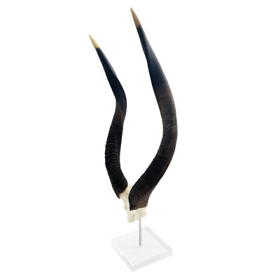 African Nyala V-Skull on Lucite Stand