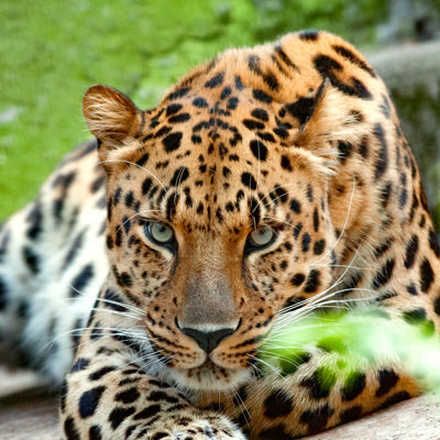 " Wild Animals " by Olgait