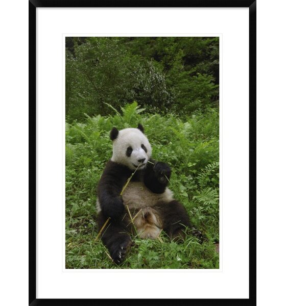 Global Gallery Giant Panda Sitting Framed On Paper Print - Wayfair Canada