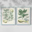 Buchoz Tropicals III - reproduction encadrée de qualité supérieure - prête à être accrochée - aucun clou requis - aucun clou requis-1569479730-1569479743
