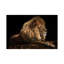 Golden Lion by David Stribbling - Wrapped Canvas Print-1399620182