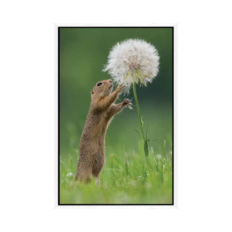 Ziesel with a Very Big Dandelion IV 1 Piece Wall Art on Canvas, 101.6cm H x 66.04cm W x 3.81cm D, White Framed