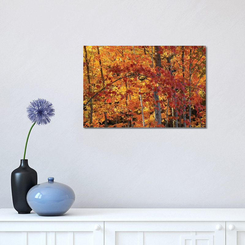 «Backlit Maples» par Brian Wolf - photographie sur toile tendue, H 12 po x l 18 po x 1,5 po