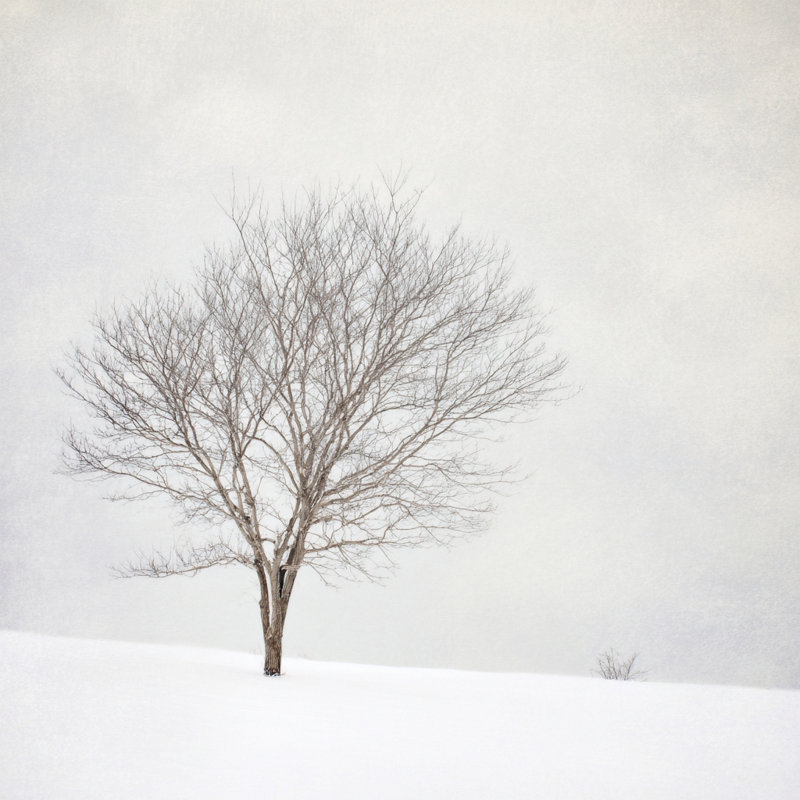 «Winter Solitude», art mural sur toile tendue, L 40 po x H 40 po x P 1,5 po