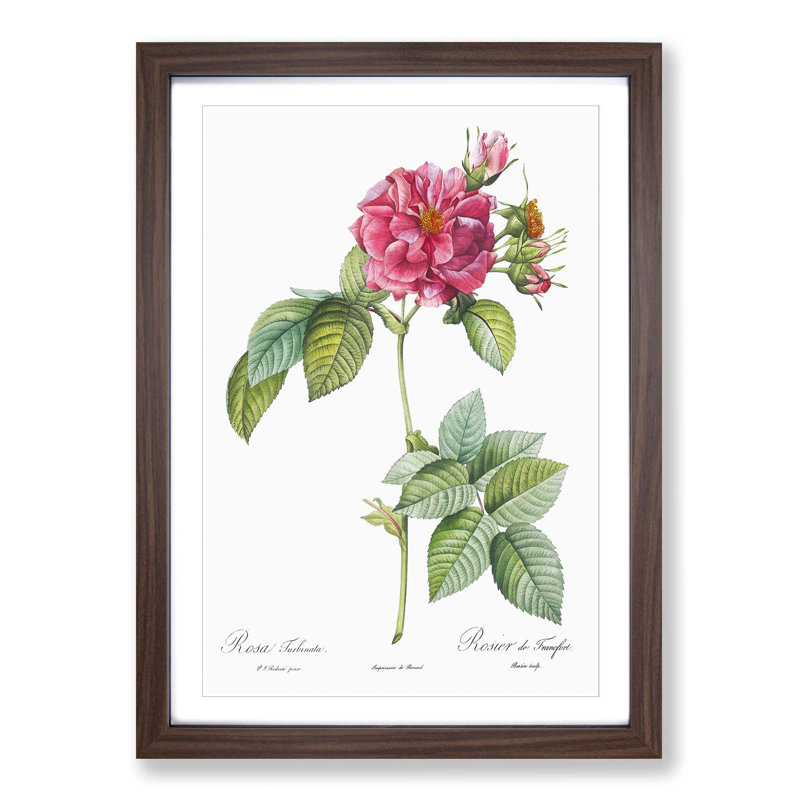 Rose of Frankfurt in Pink by Pierre-Joseph Redouté - Picture Frame Graphic Art Print on MDF, Walnut, 50cm H x 35cm W x 2cm D
