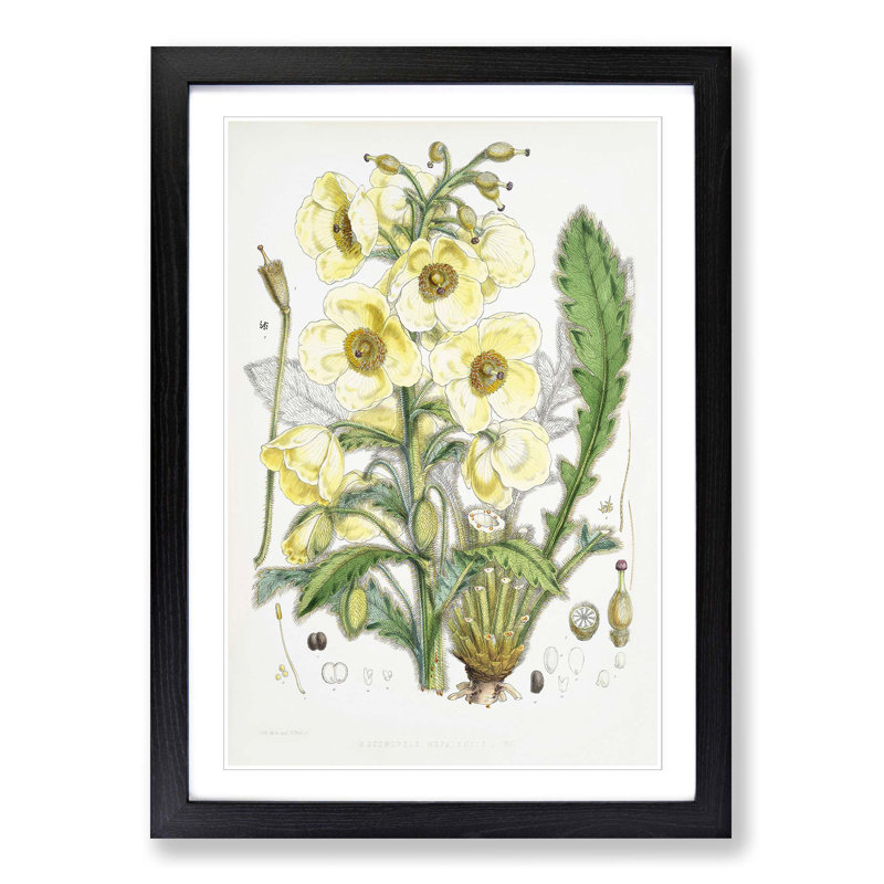 Himalayan Yellow Poppy by W. H. Fitch - Picture Frame Painting Print, 48cm H x 36cm W x 2cm D, Black Framed