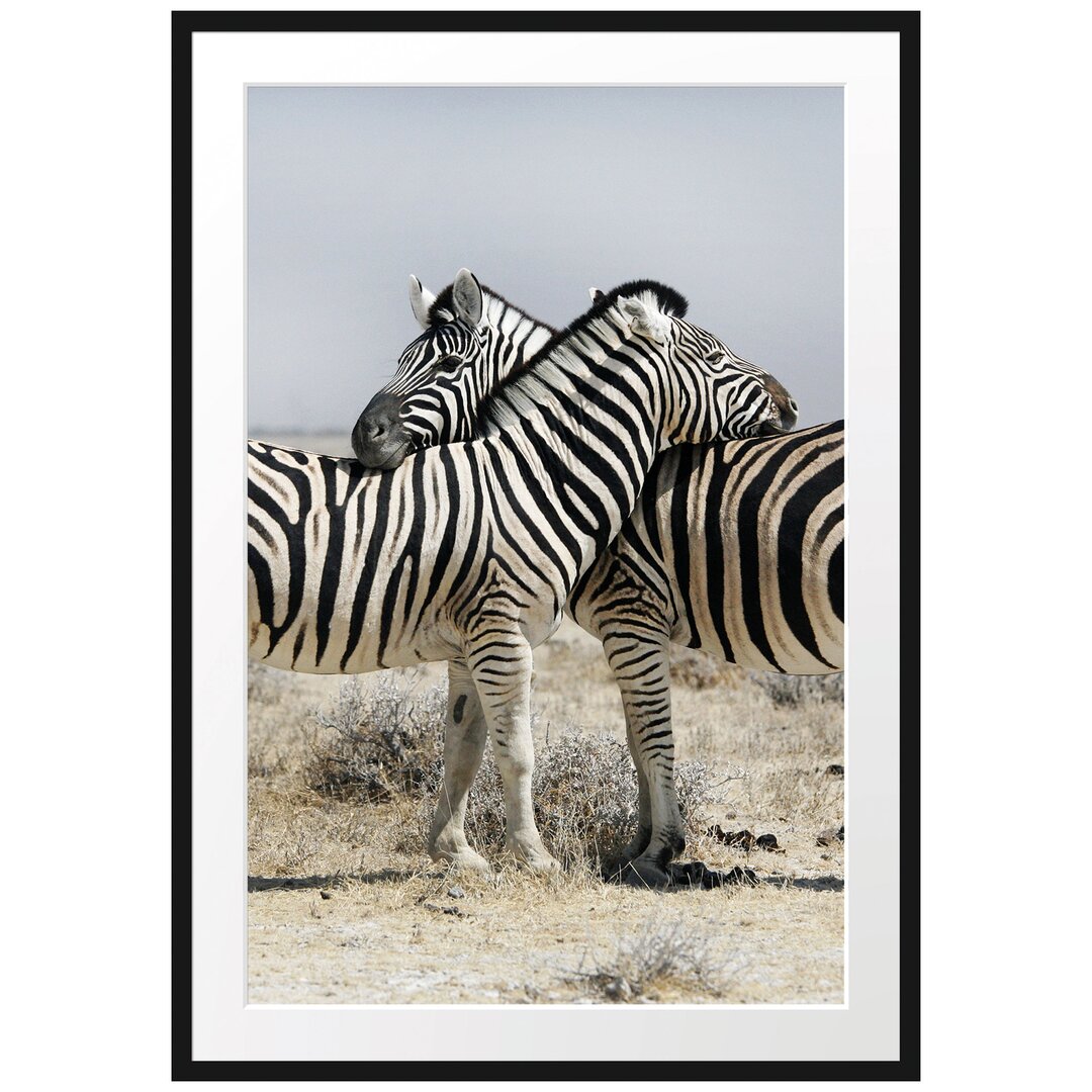 Gerahmtes Poster Schmusende Zebras