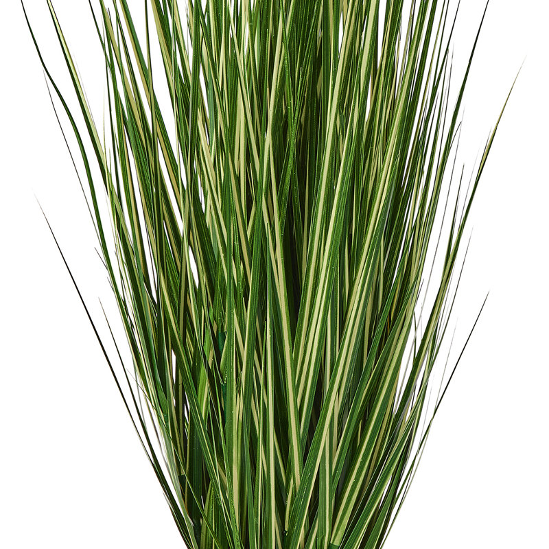 Herbe panachée 60 po UV UV, 60 in x 17 in
