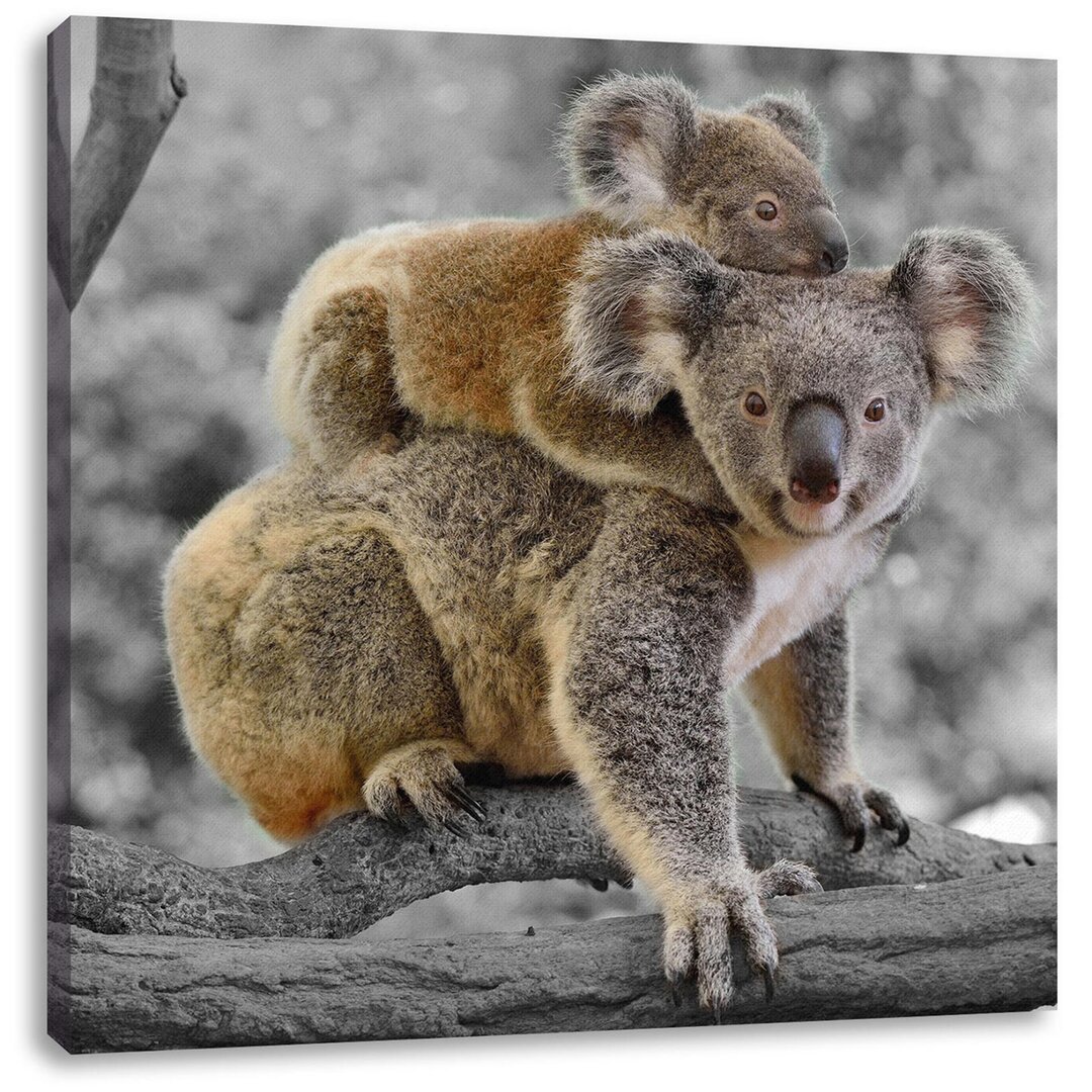 Leinwandbild Koala-Mutter mit Kind auf dem Rücken in Schwarz & Weiß