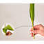Arrangement de tulipes-1667635128